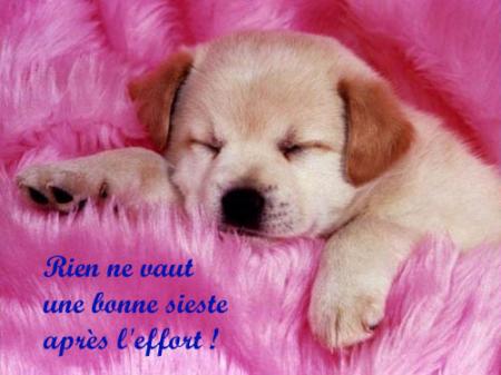 chiot tout mimi